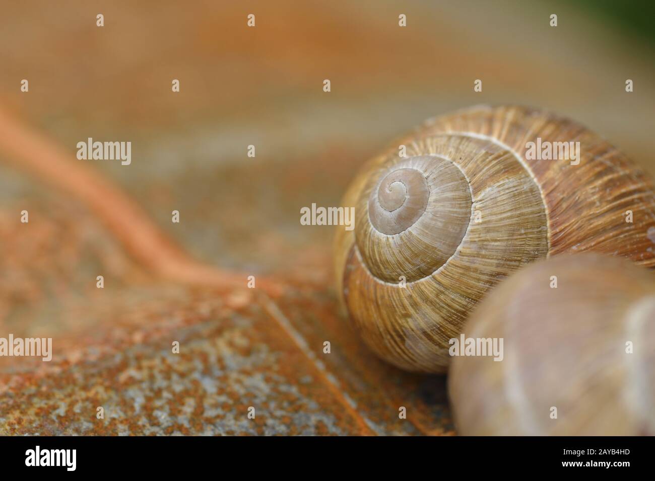 Escargot Foto Stock