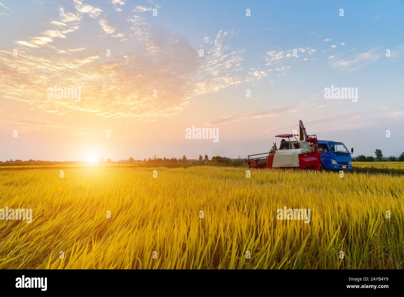autunno risone paesaggio Foto Stock