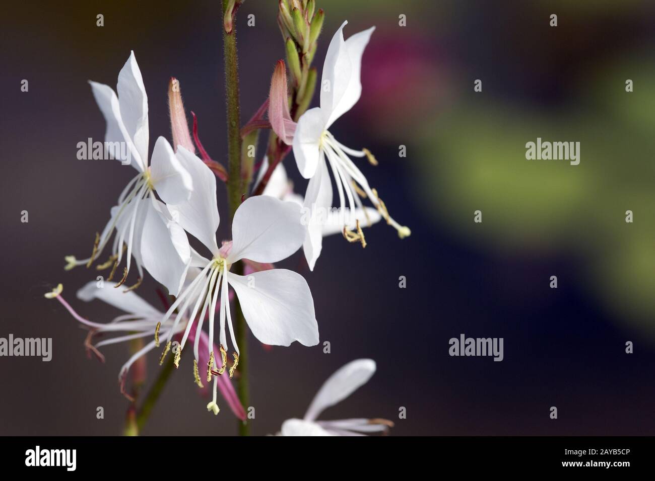 La beeblossom di Lindheimer o la gaura bianca (Oenothera lindheimeri, SYN. Gaura lindheimeri) Foto Stock