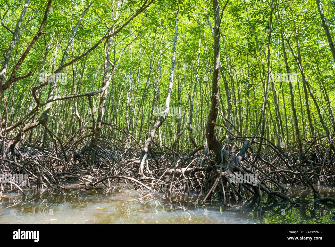 Foresta tropicale di mangrovie Foto Stock
