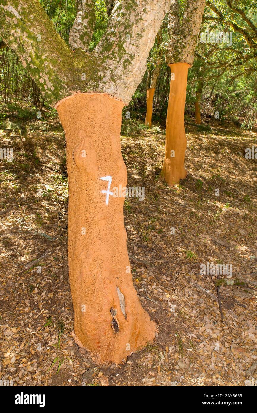 Orchard con alberi da sughero in Algarve Portogallo Foto Stock