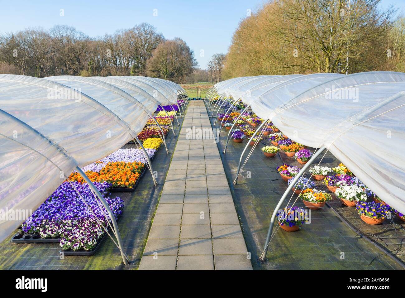 Due serre olandesi con sentiero e violette fiorite Foto Stock