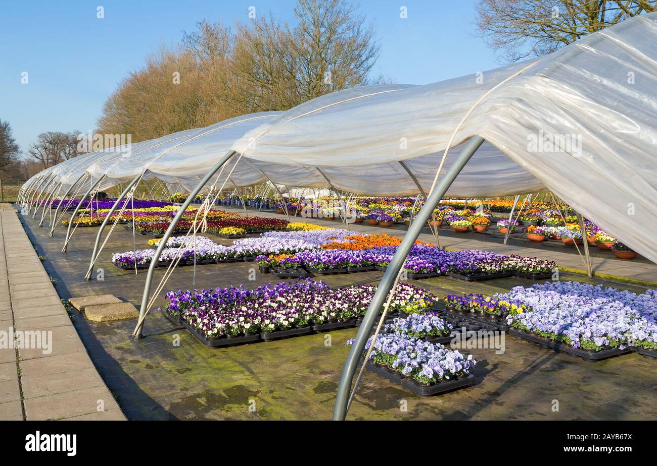 Aprire la serra olandese con colorate e fiorenti violette Foto Stock