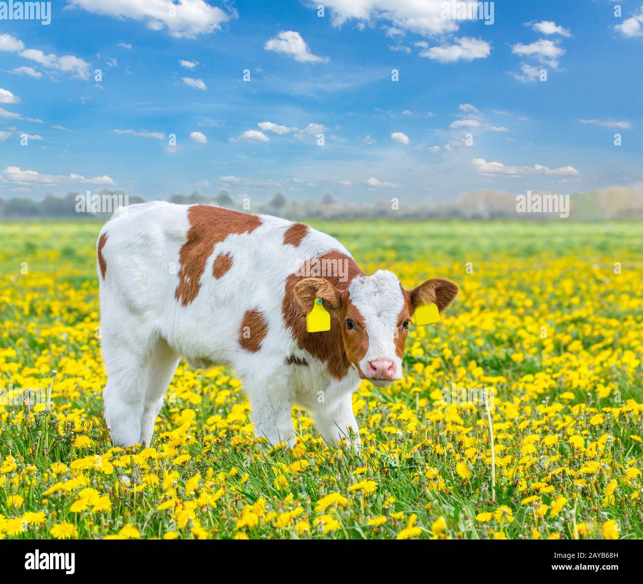 Un vitello rosso Holstein in piedi nel prato con i dente di leoni Foto Stock