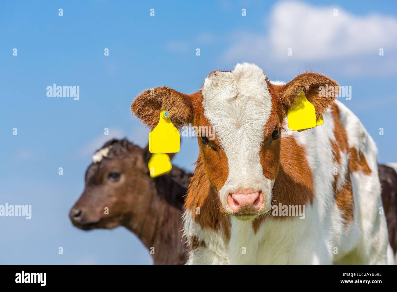 Ritratto di due vitelli neonati con cielo blu Foto Stock