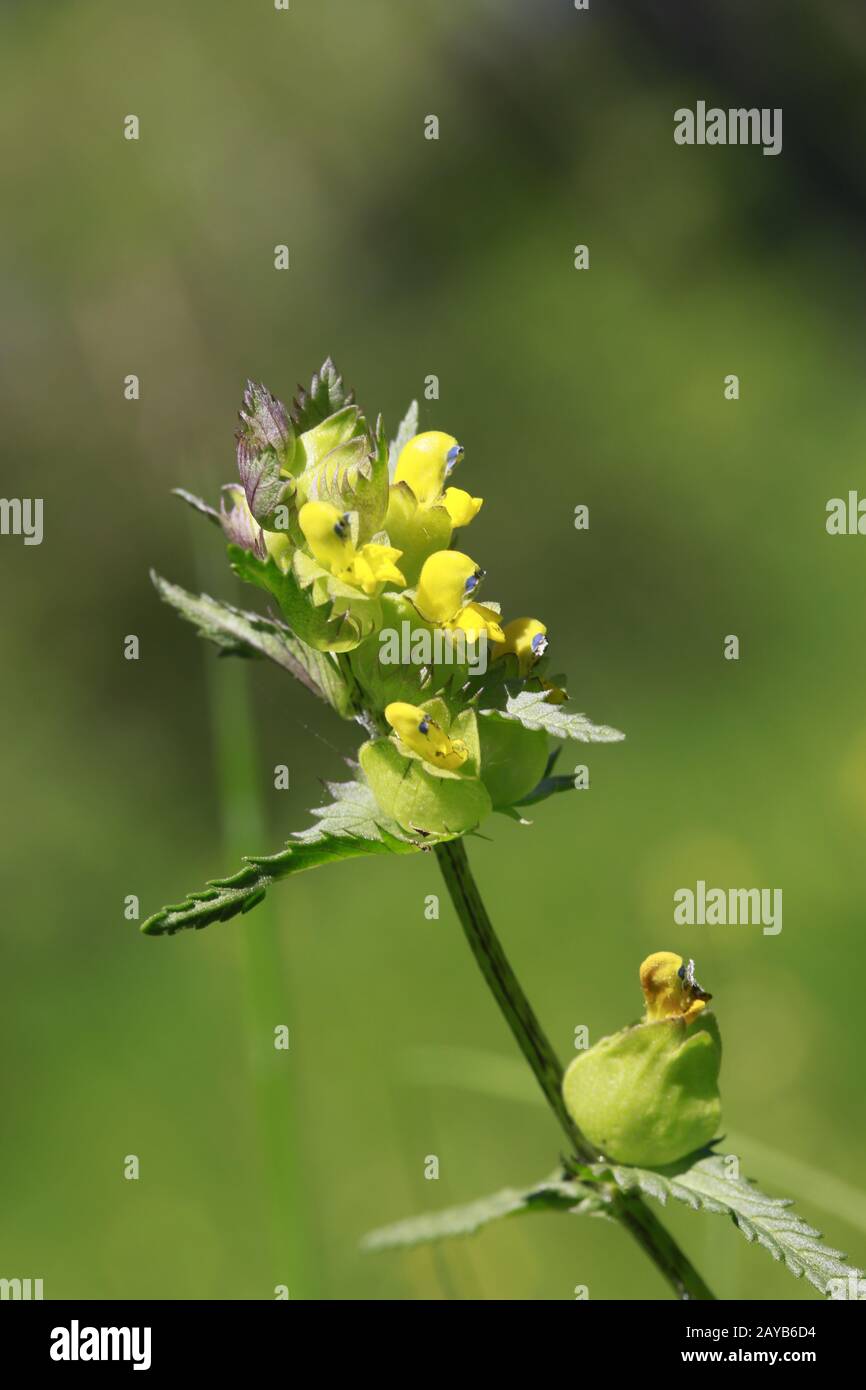 Picchiettio giallo (Rhinanthus serotinus) - infiorescenza Foto Stock