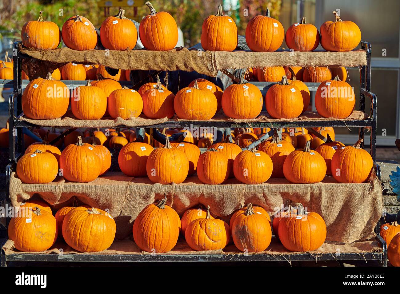 Zucche fresche sul mercato agricolo Foto Stock