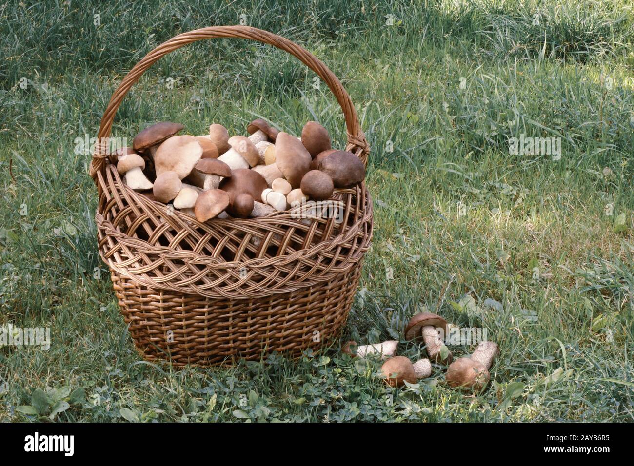 Cesto in Vimini pieno di funghi nel bosco. Foto Stock