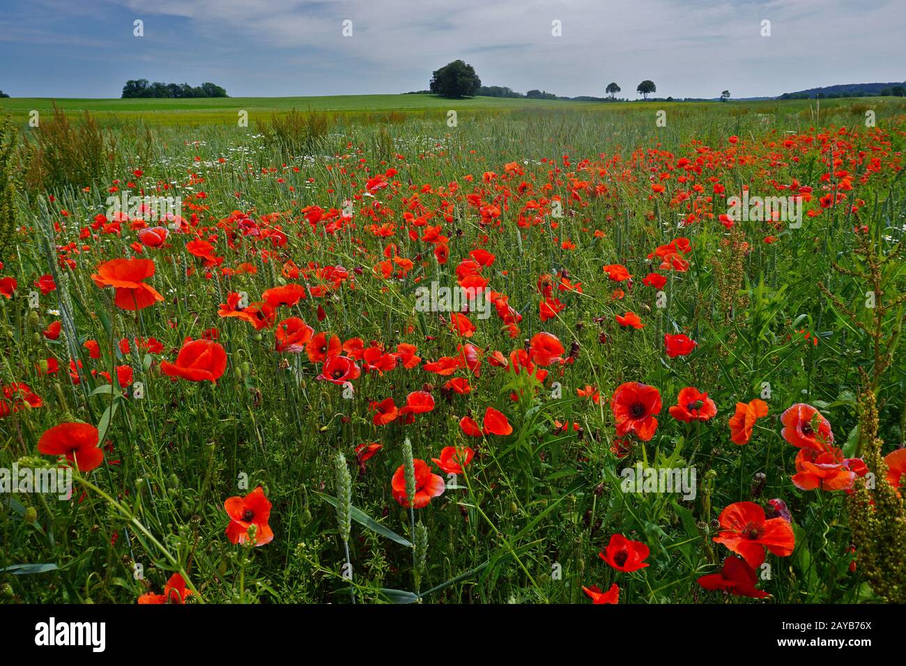 Rosa di mais, papavero da campo, papavero rosso sull'Albo Svevo, Foto Stock