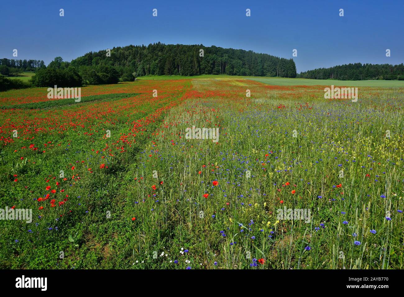 Paesaggio sull'Albo Svevo con papavero rosso e prato di corn flower Foto Stock