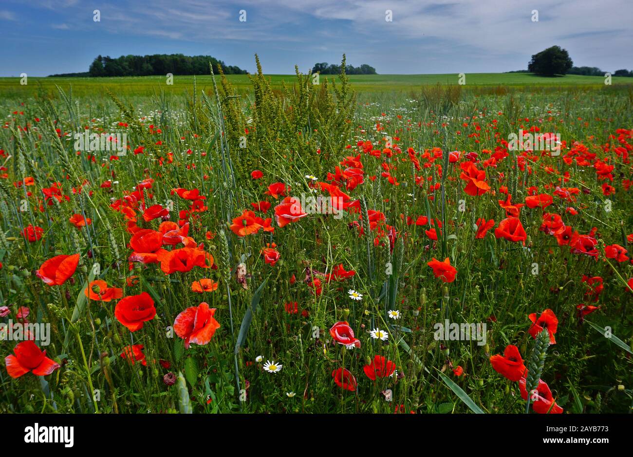 Papavero rosso sull'Albo Svevo, germania Foto Stock