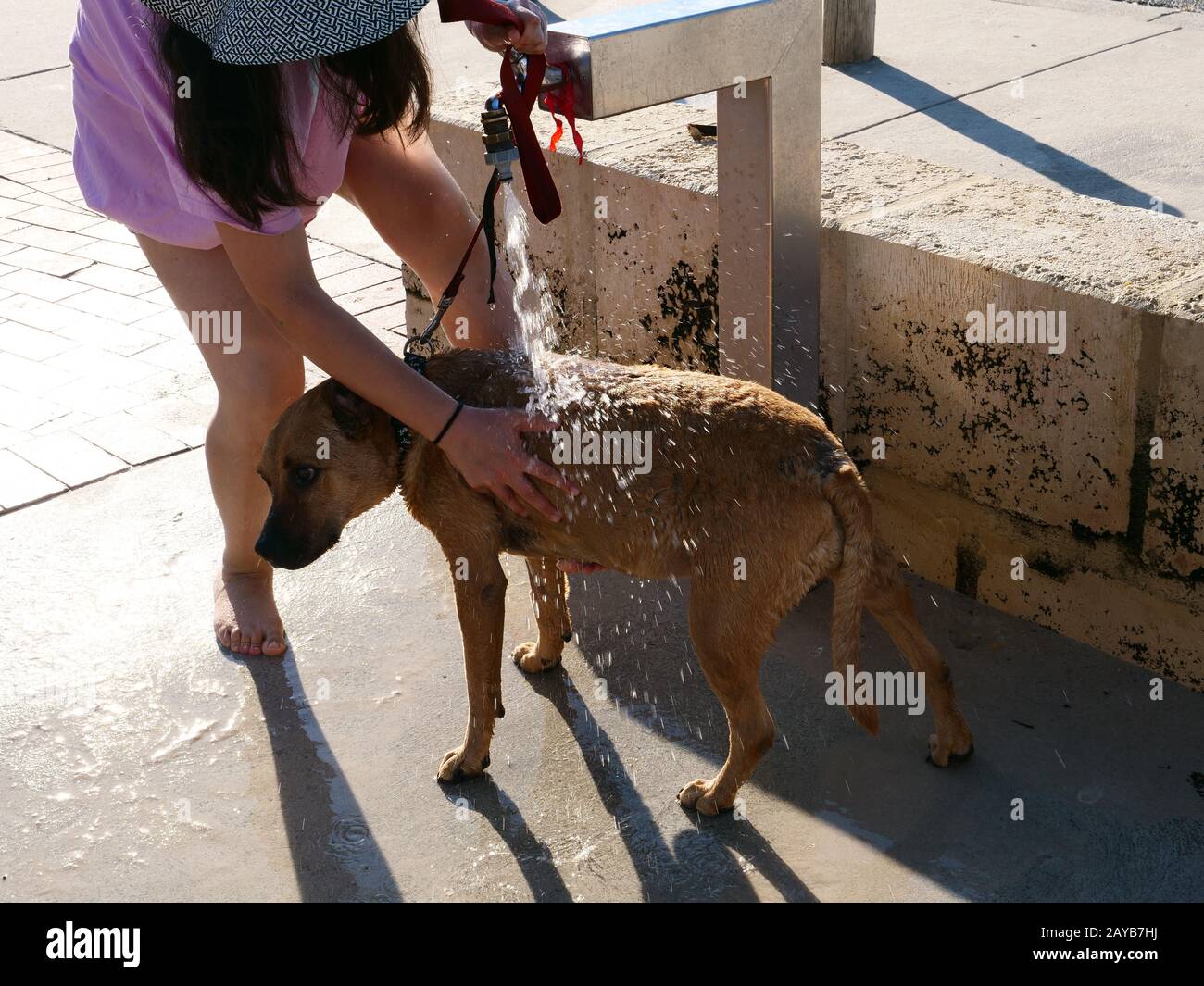 Donna docce cane a Whitford spiaggia cane, Perth Australia, dopo una nuotata nel mare. Foto Stock