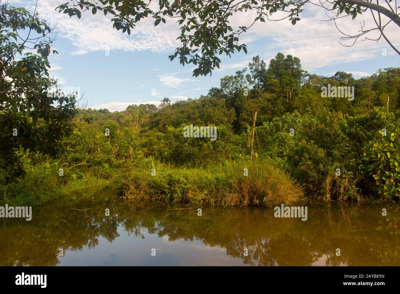 Vista delle isole Orangutane (progettate per aiutare gli orangutani nella loro riabilitazione) a Samboja vicino Balikpapan, su Kalimantan, Indonesia. Foto Stock