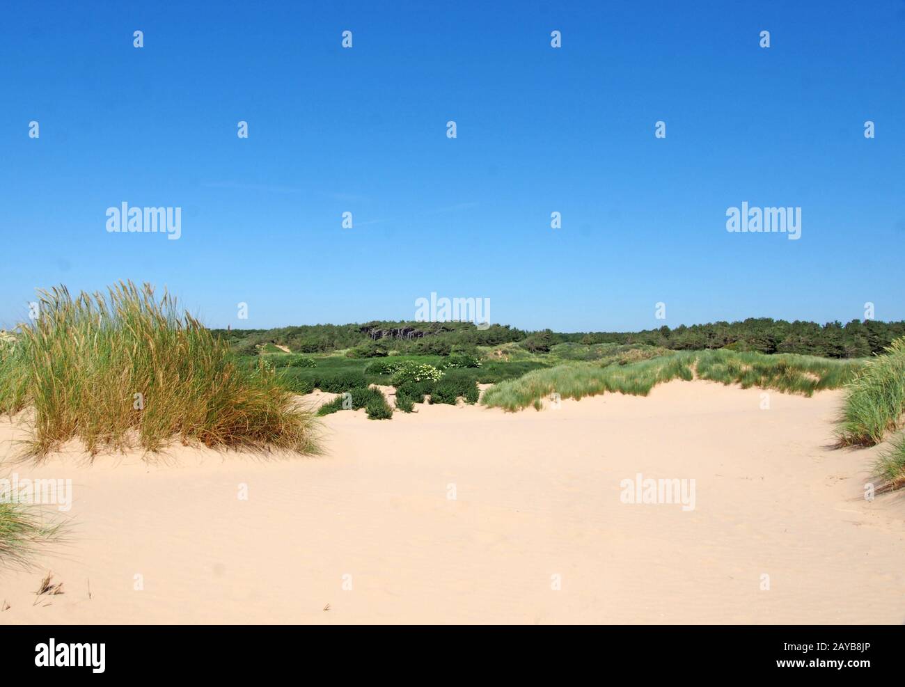 la spiaggia di formby merseyside con dune ricoperte di erba di montone e vegetazione con paesaggio forestale visibile in lontananza o Foto Stock