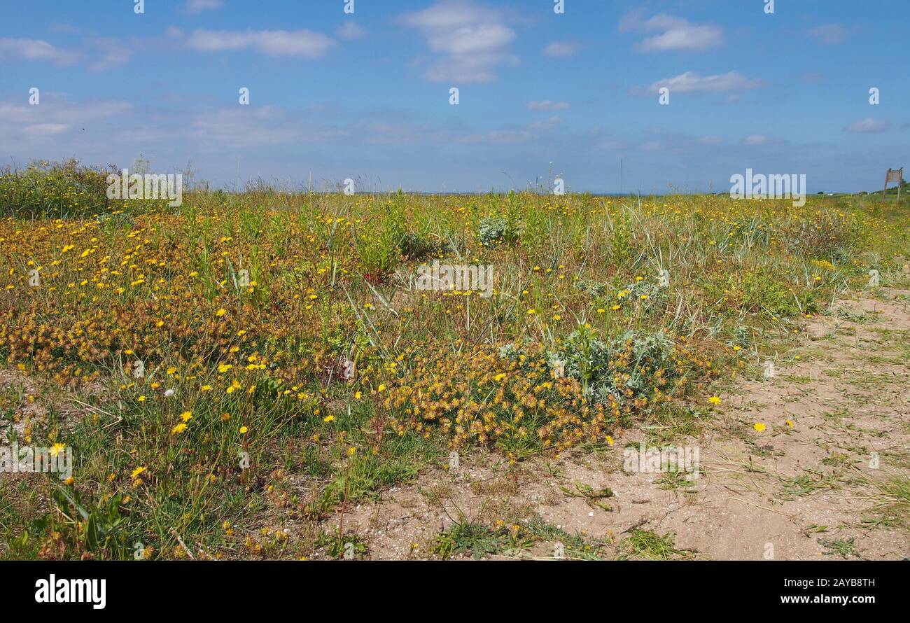 il paesaggio dell'estuario della marea sulla costa di sefton all'inizio dell'estuario del ribble e dell'alt con erba estiva e fiori selvatici e. Foto Stock