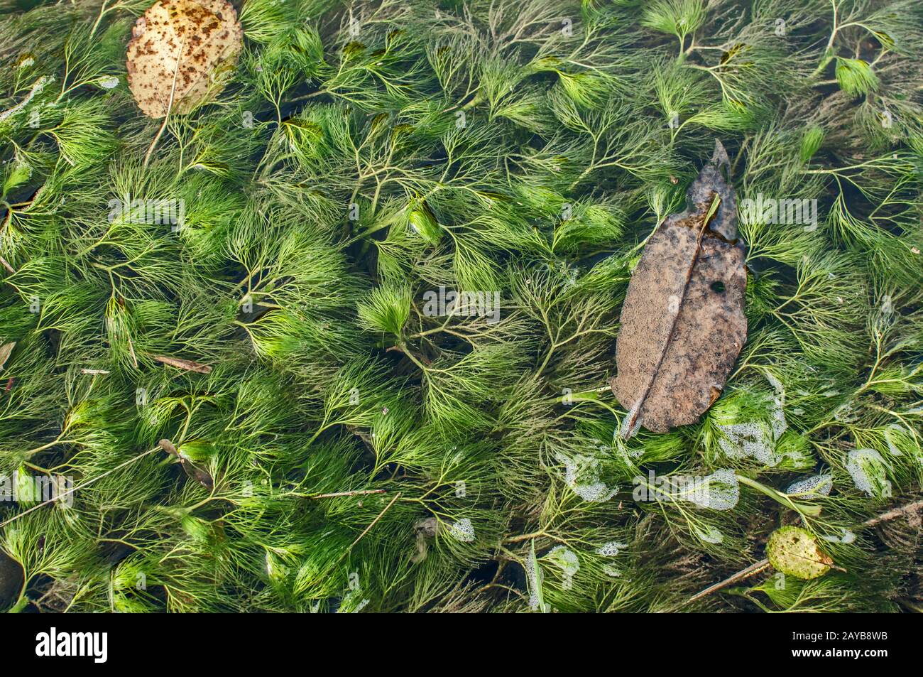 natura, sommersa, lago, verde, fioritura, acqua dolce, botanica, acquatica, pianta, bellezza, acqua, primo piano Foto Stock
