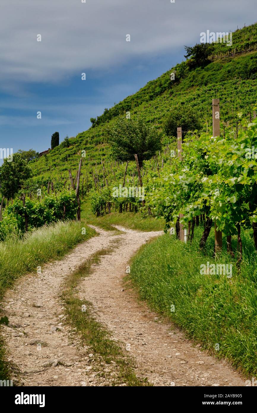 Sentiero per vigneti in collina nella Valdobbiadene Foto Stock