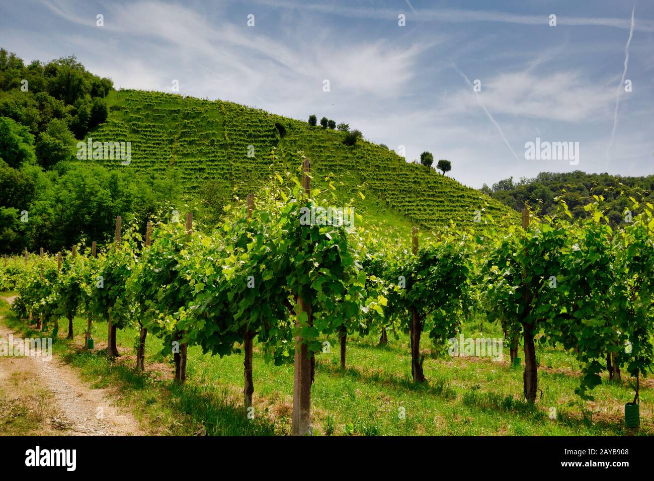 Sentiero per vigneti in collina nella Valdobbiadene Foto Stock