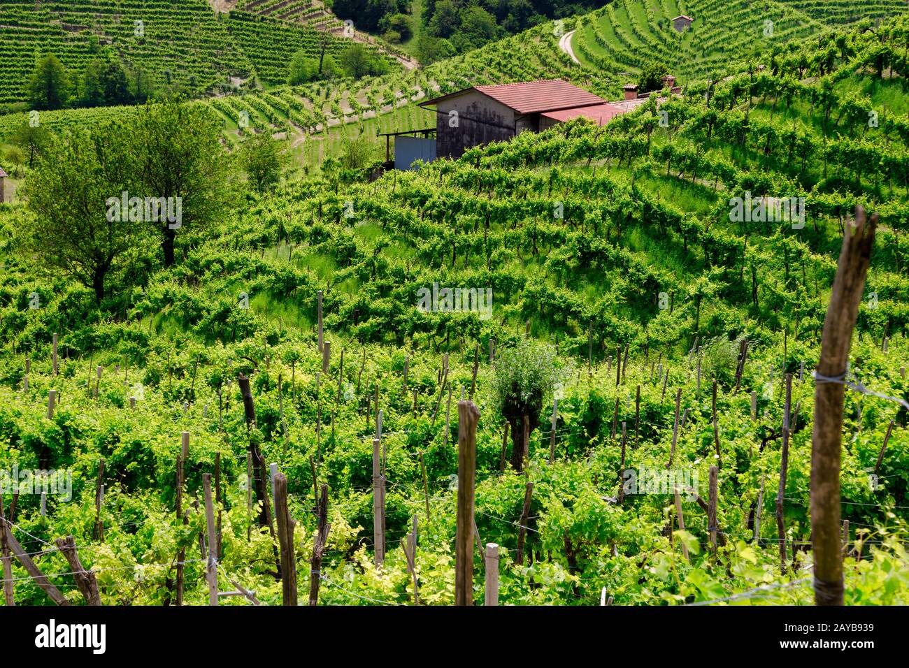 Verdi colline e valli con vigneti della regione vinicola del Prosecco Foto Stock