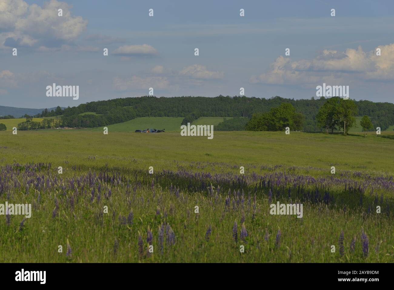 lupine prato Foto Stock