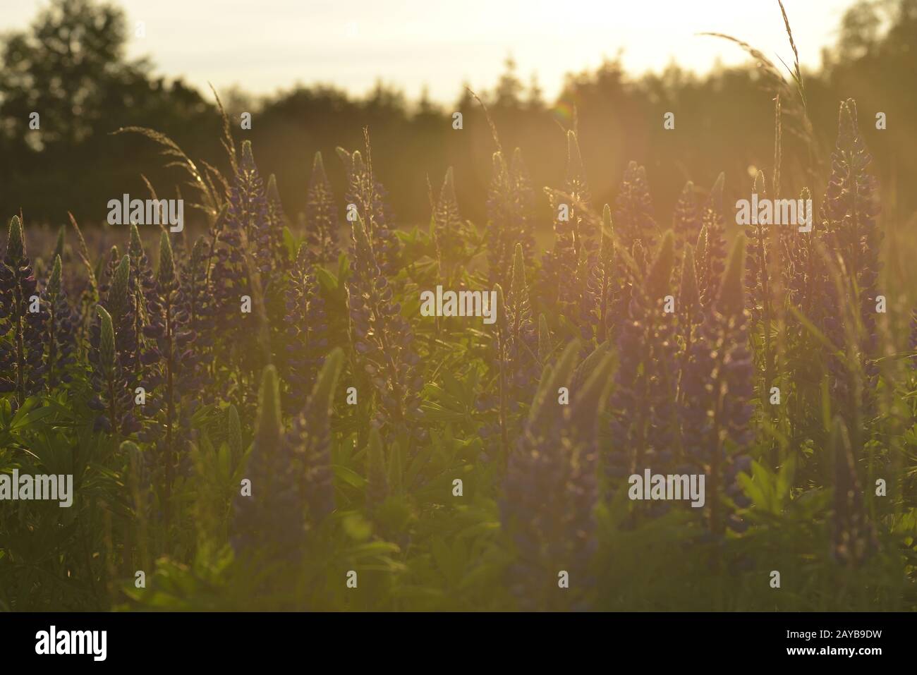 lupine prato Foto Stock