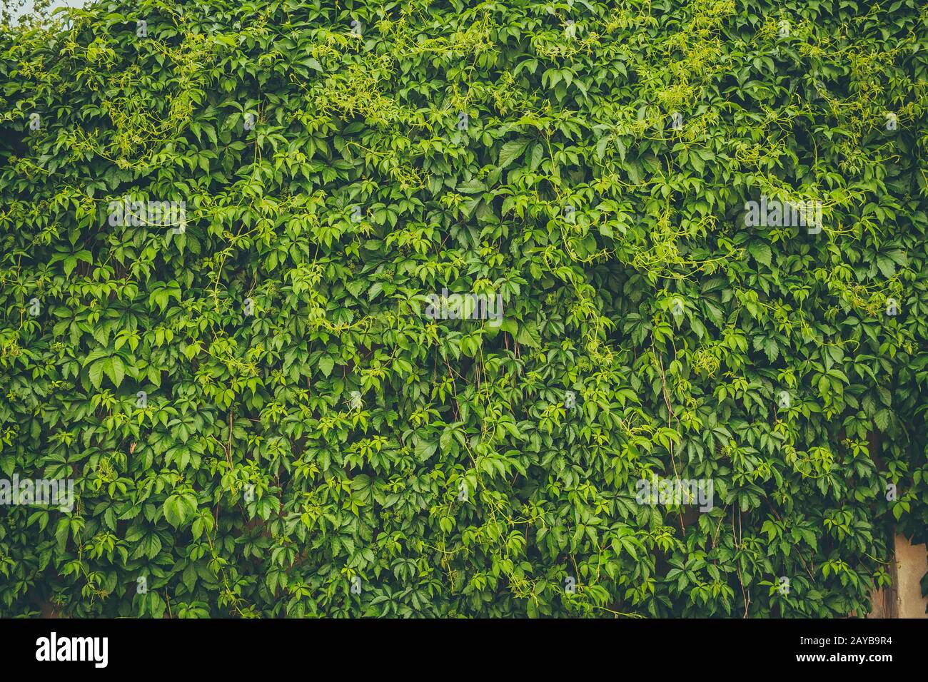 Il muro coperto da foglie verdi Foto Stock
