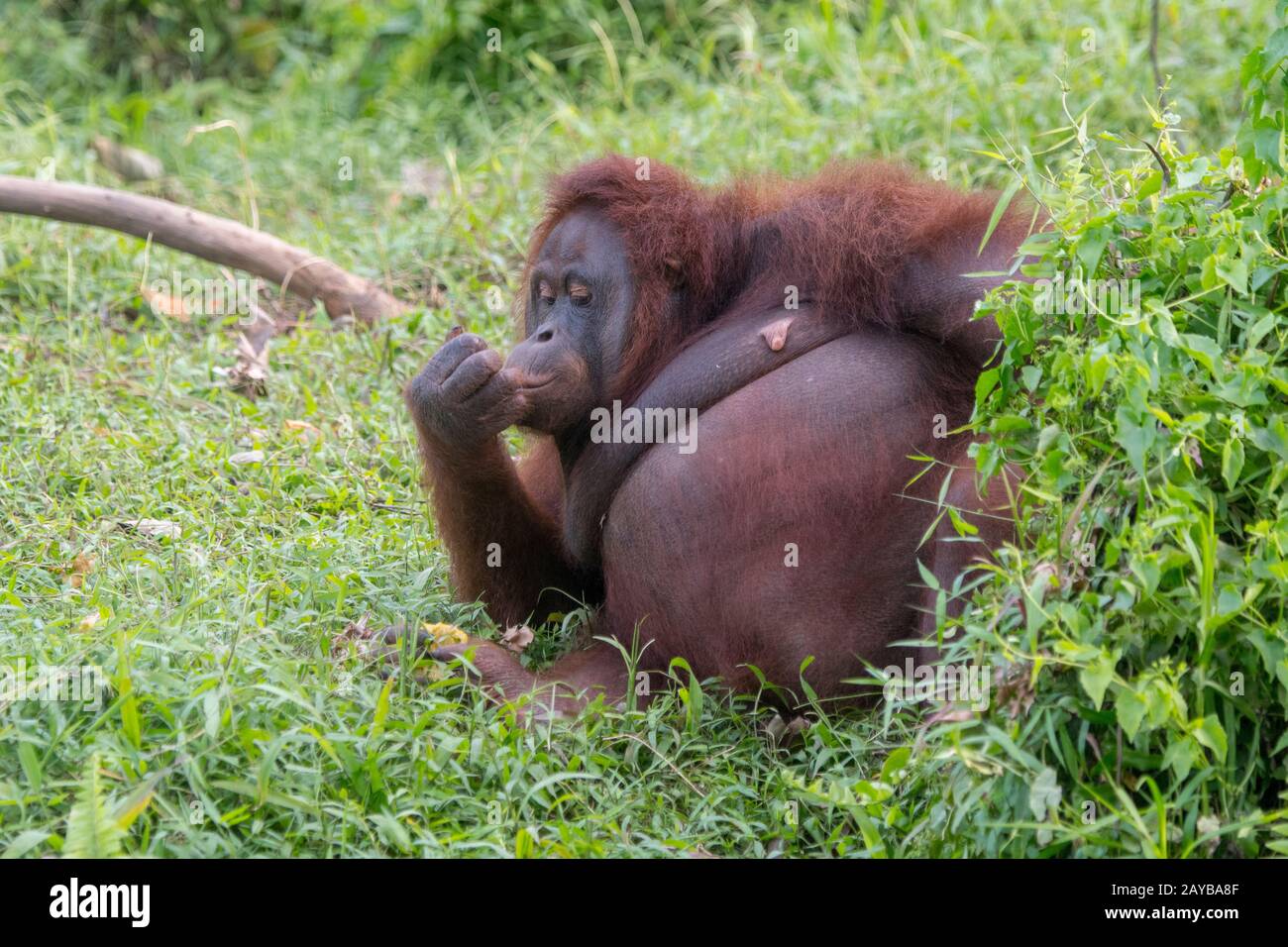 Una femmina Orangutan (Pongo pygmaeus) si trova nell'erba su un'isola di Orangutan (progettata per aiutare gli orangutani nella loro riabilitazione) a Samboja Foto Stock