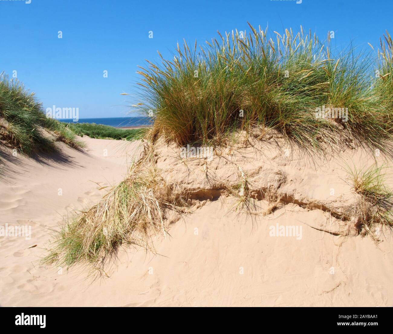 erba sulla cima delle dune di sabbia vicino alla spiaggia sulla costa di sefton a merseyside con blu mare estivo e cielo Foto Stock