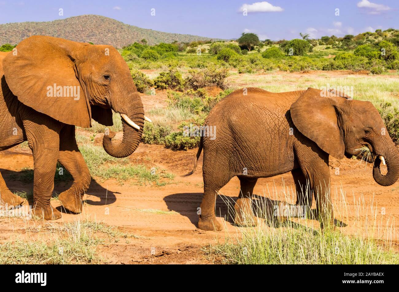 Un elefante e il suo piccolo. Uno in una passeggiata nella savana del Parco Samburu in Kenya Foto Stock