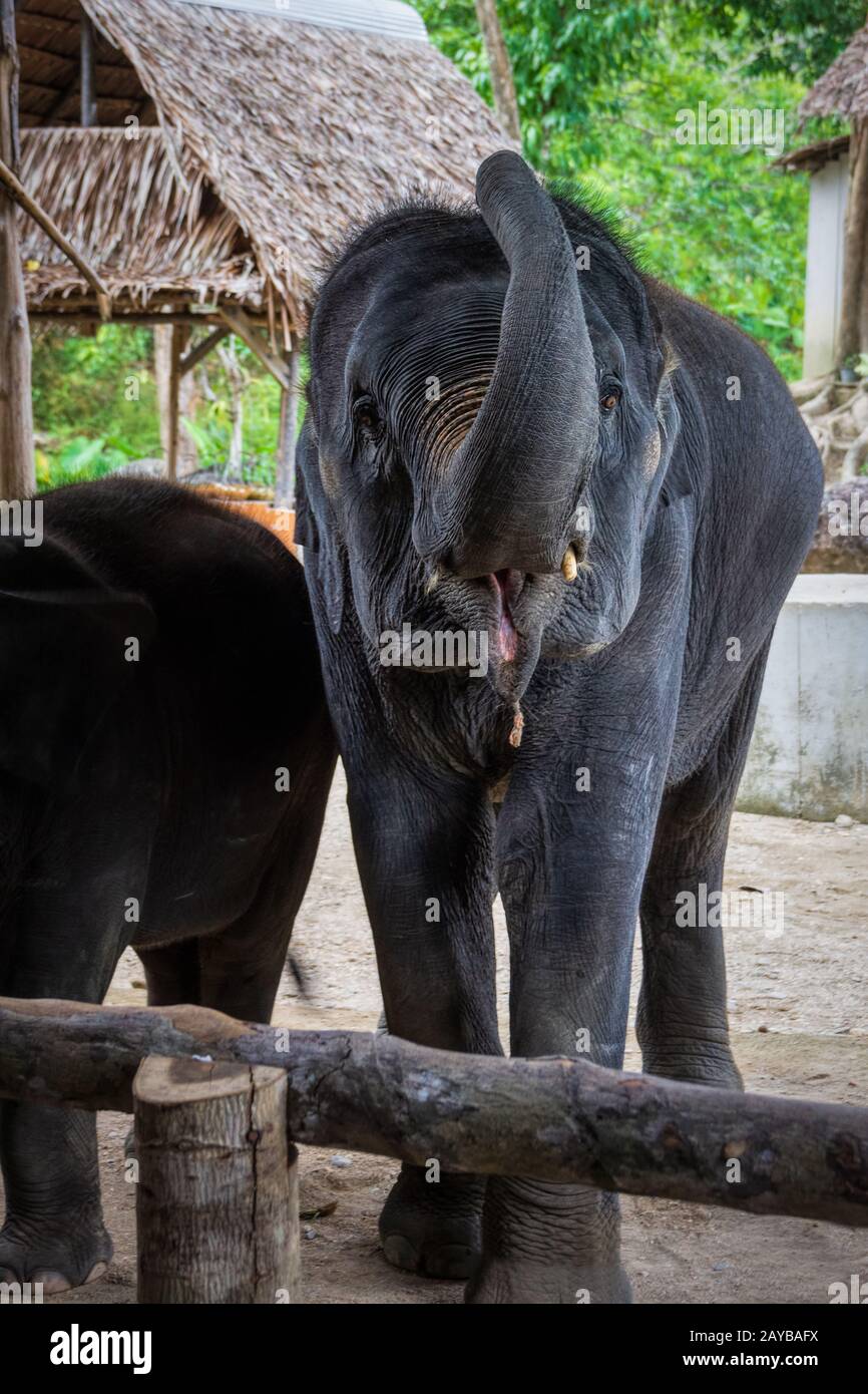 Gli elefanti tailandese con trunk sollevata sulla casa di paglia e lo sfondo della giungla Foto Stock