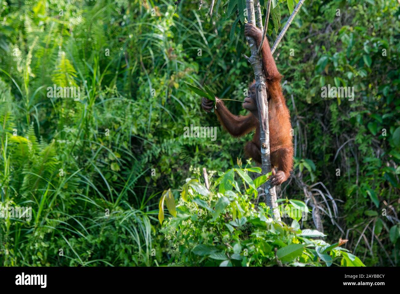 Un bambino di 2 anni Orangutan (Pongo pygmaeus) sta giocando in un albero su un'isola di Orangutan (progettato per aiutare gli orangutani nella loro riabilitazione) Foto Stock