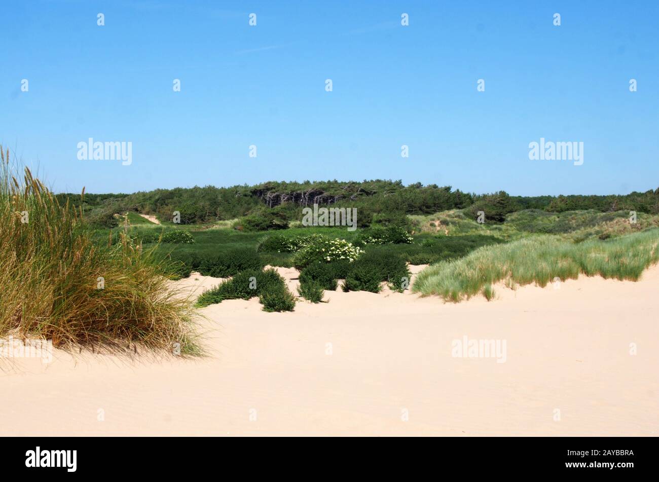 la spiaggia di formby merseyside con dune ricoperte di erba di montone e vegetazione con paesaggio forestale in lontananza su una riva Foto Stock
