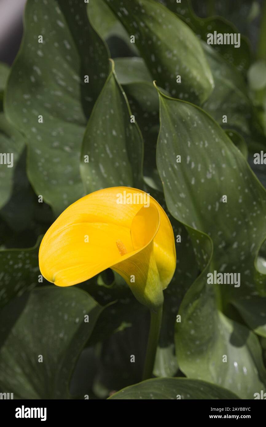 Calla gialla (Zantedeschia elliottiana) nel giardino botanico Foto Stock