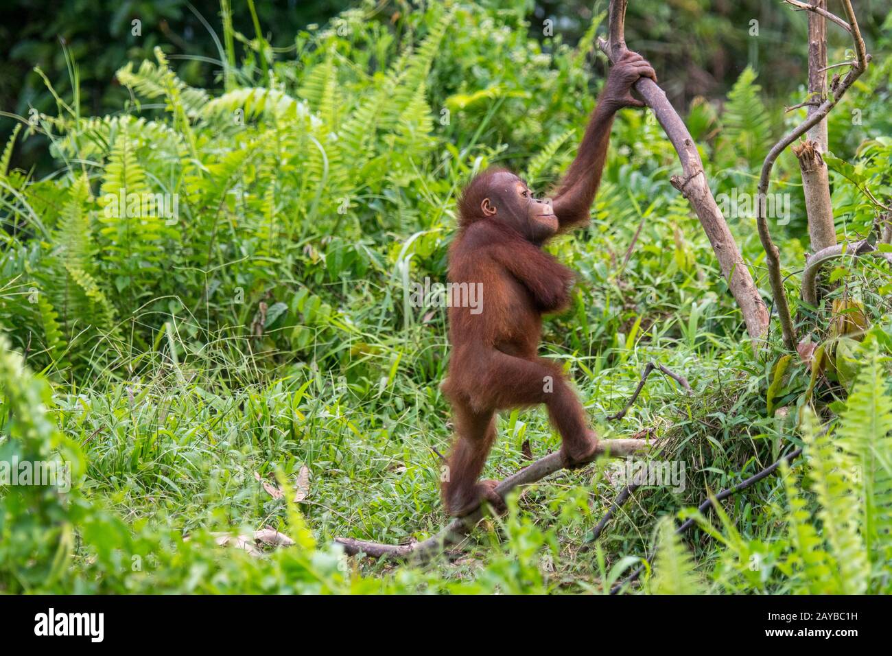 Un giocoso bambino di 2 anni Orangutan (Pongo pygmaeus) su un'isola di Orangutan (progettato per aiutare gli orangutani nella loro riabilitazione) a Samboja n Foto Stock