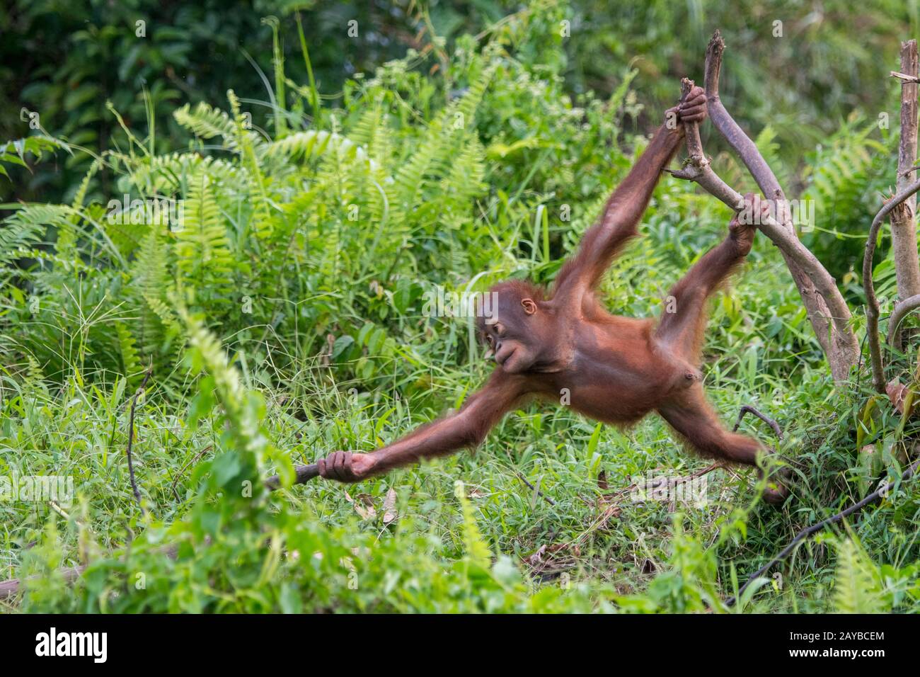 Un giocoso bambino di 2 anni Orangutan (Pongo pygmaeus) su un'isola di Orangutan (progettato per aiutare gli orangutani nella loro riabilitazione) a Samboja n Foto Stock