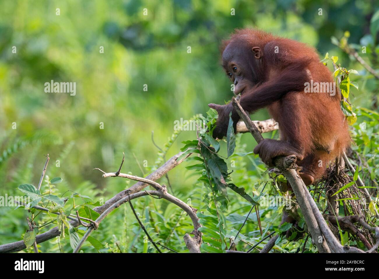 Un giocoso bambino di 2 anni Orangutan (Pongo pygmaeus) su un'isola di Orangutan (progettato per aiutare gli orangutani nella loro riabilitazione) a Samboja n Foto Stock