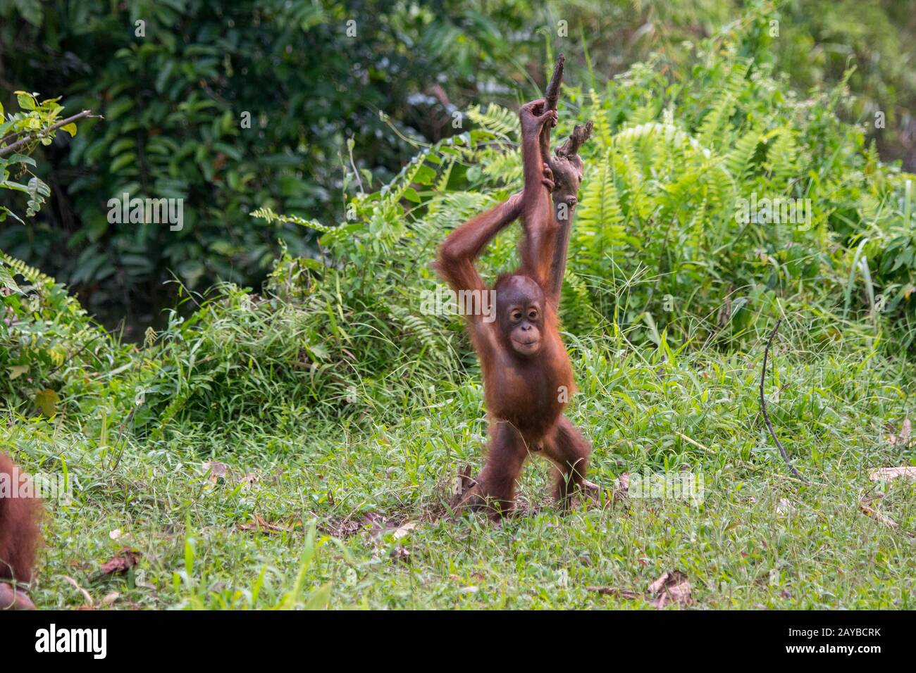 Un giocoso bambino di 2 anni Orangutan (Pongo pygmaeus) su un'isola di Orangutan (progettato per aiutare gli orangutani nella loro riabilitazione) a Samboja n Foto Stock