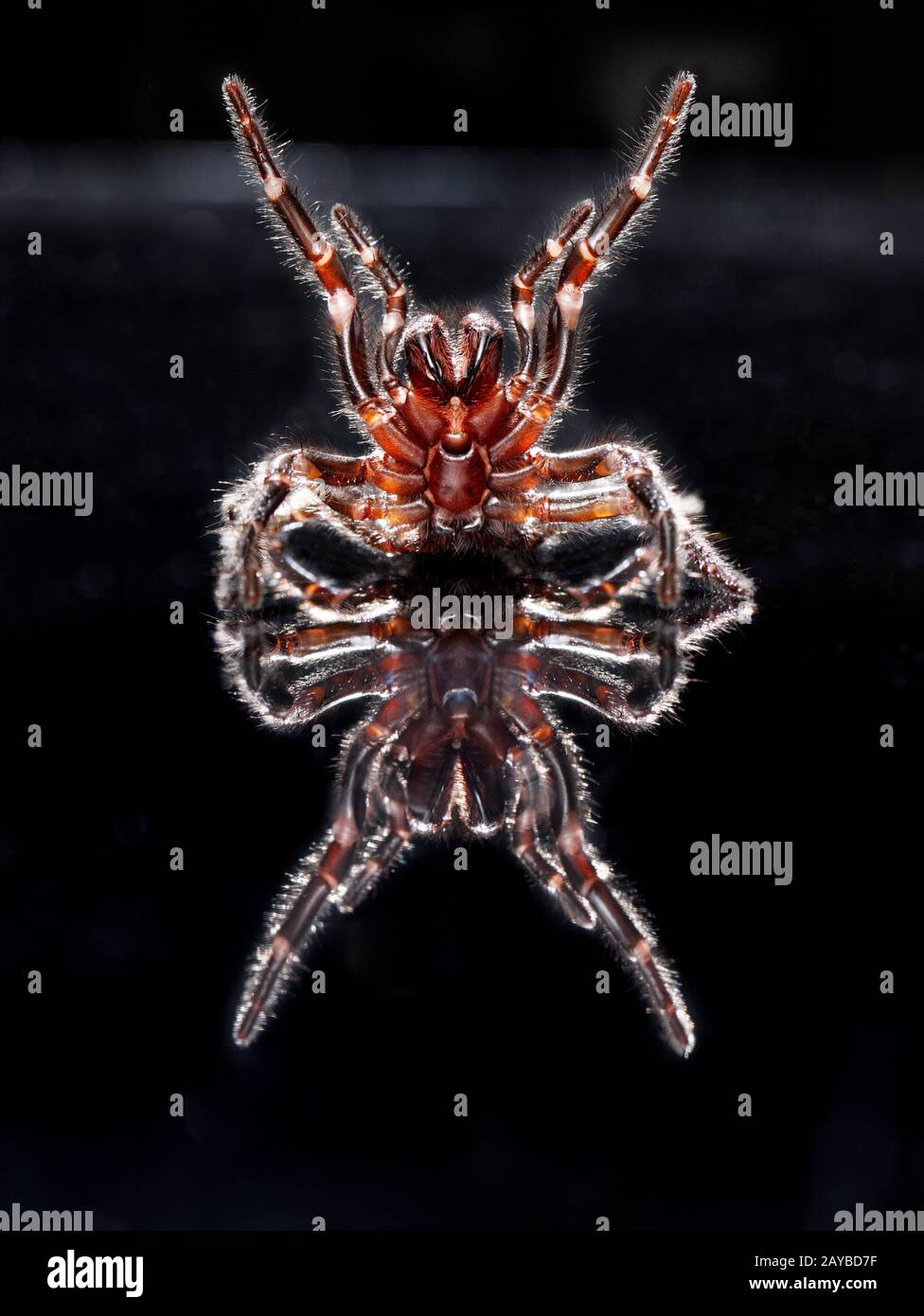 Un Web Spider di Sydney Funnel si riarretisce con i fangs estesi. Foto Stock