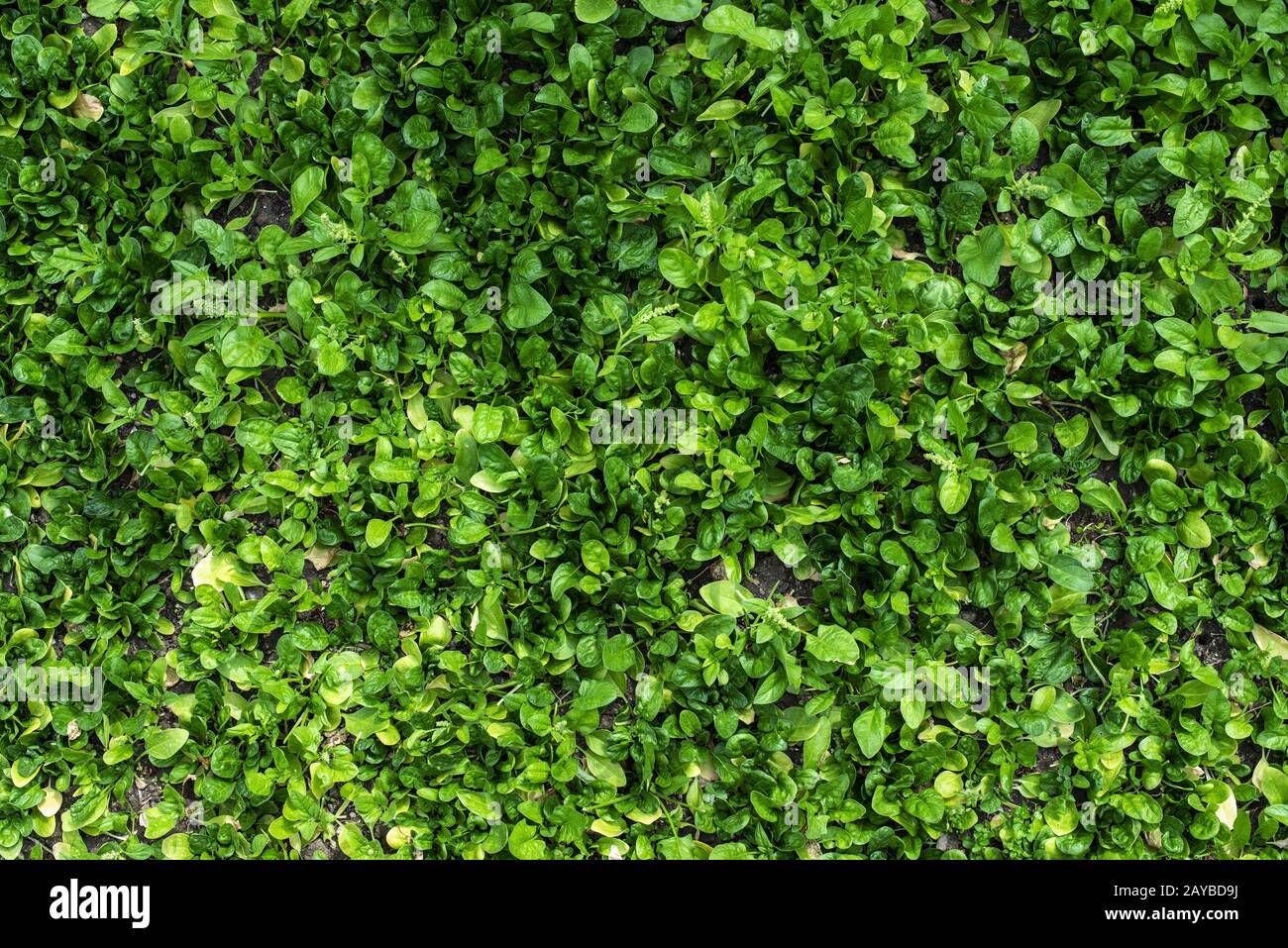 Spinaci in fattoria biologica. Casa giardino. Foto Stock