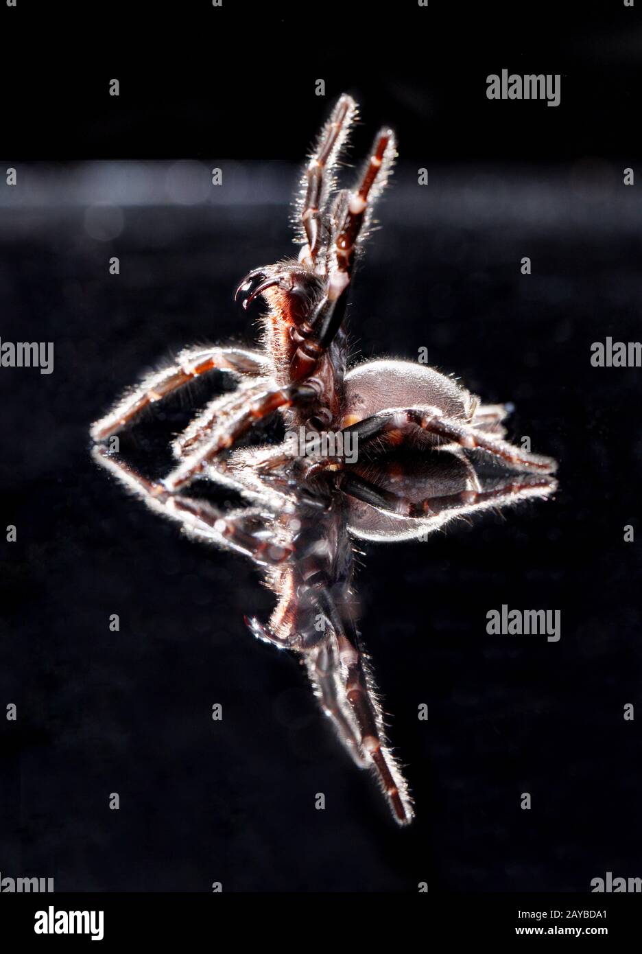 Un Web Spider di Sydney Funnel si riarretisce con i fangs estesi. Foto Stock