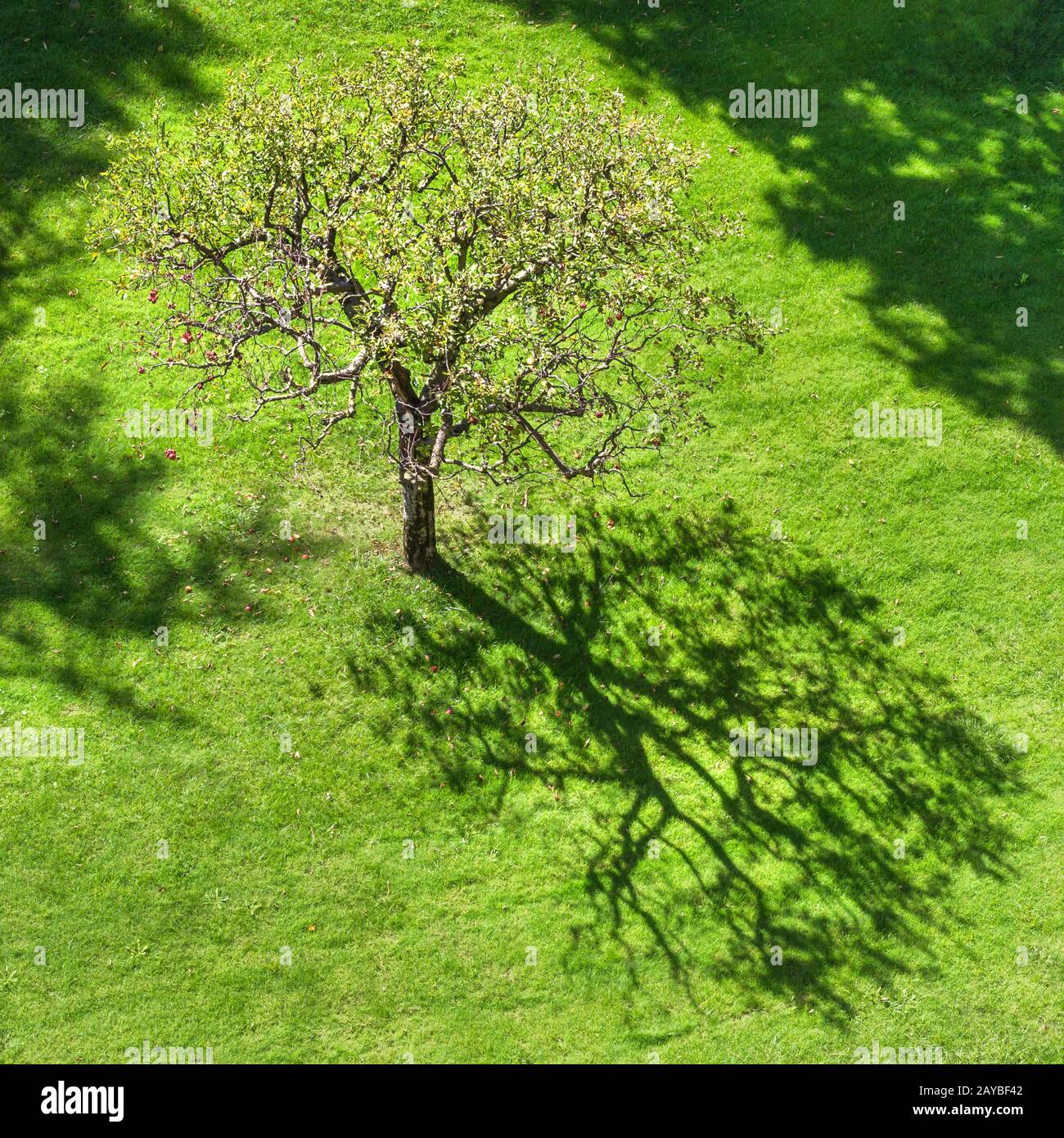 Albero con ombra astratta sull'erba Foto Stock