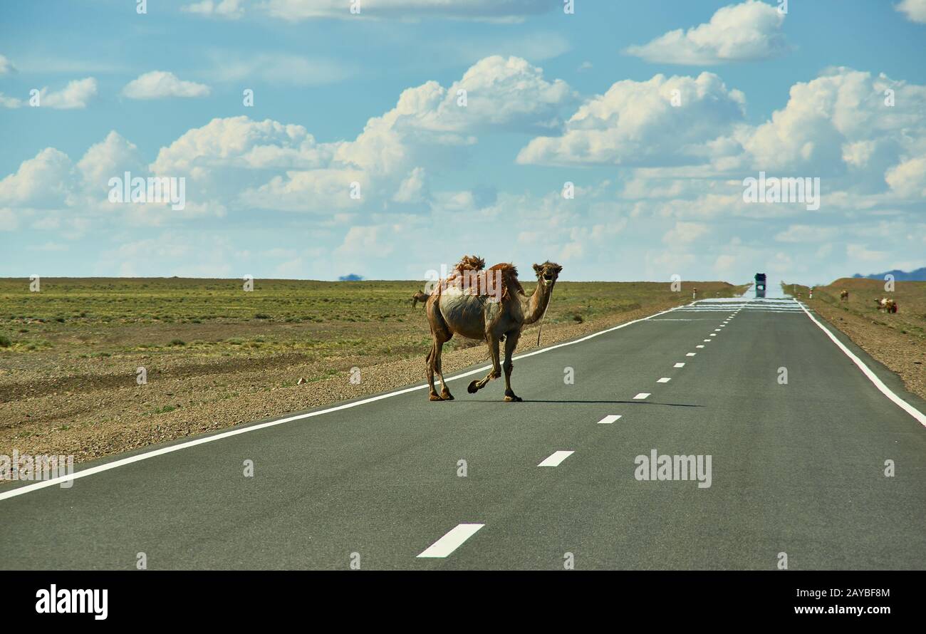 I cammelli attraversano l'autostrada Foto Stock