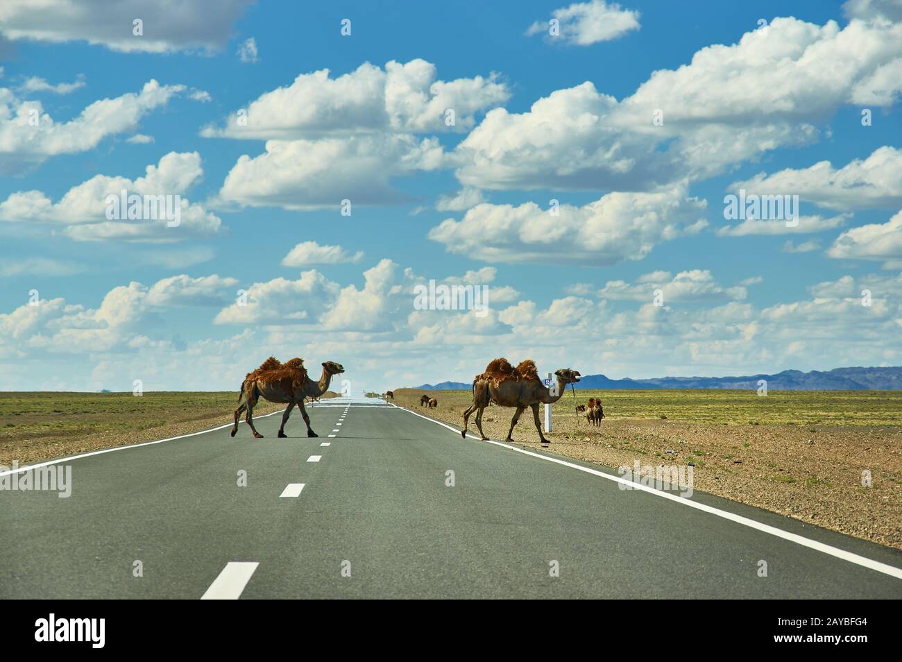 I cammelli attraversano l'autostrada Foto Stock