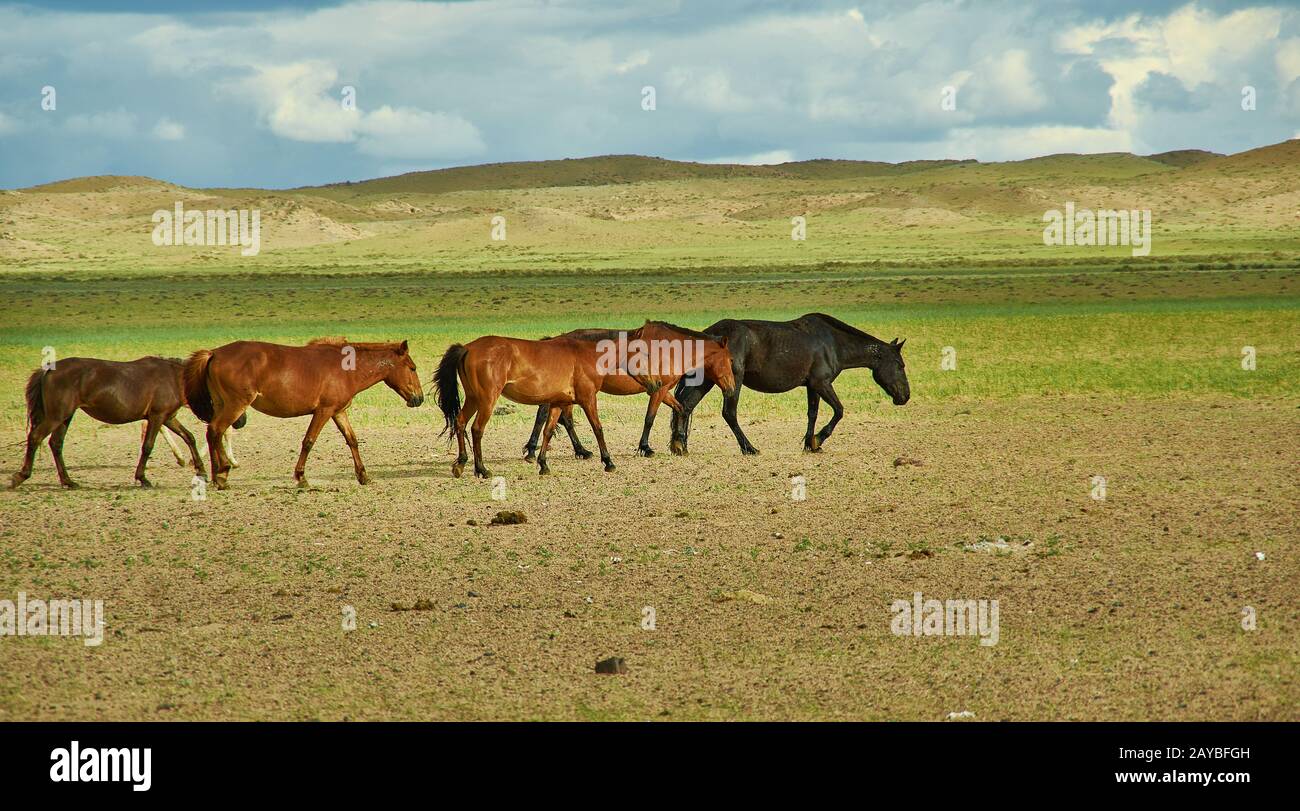 Sands Mongol Els Foto Stock