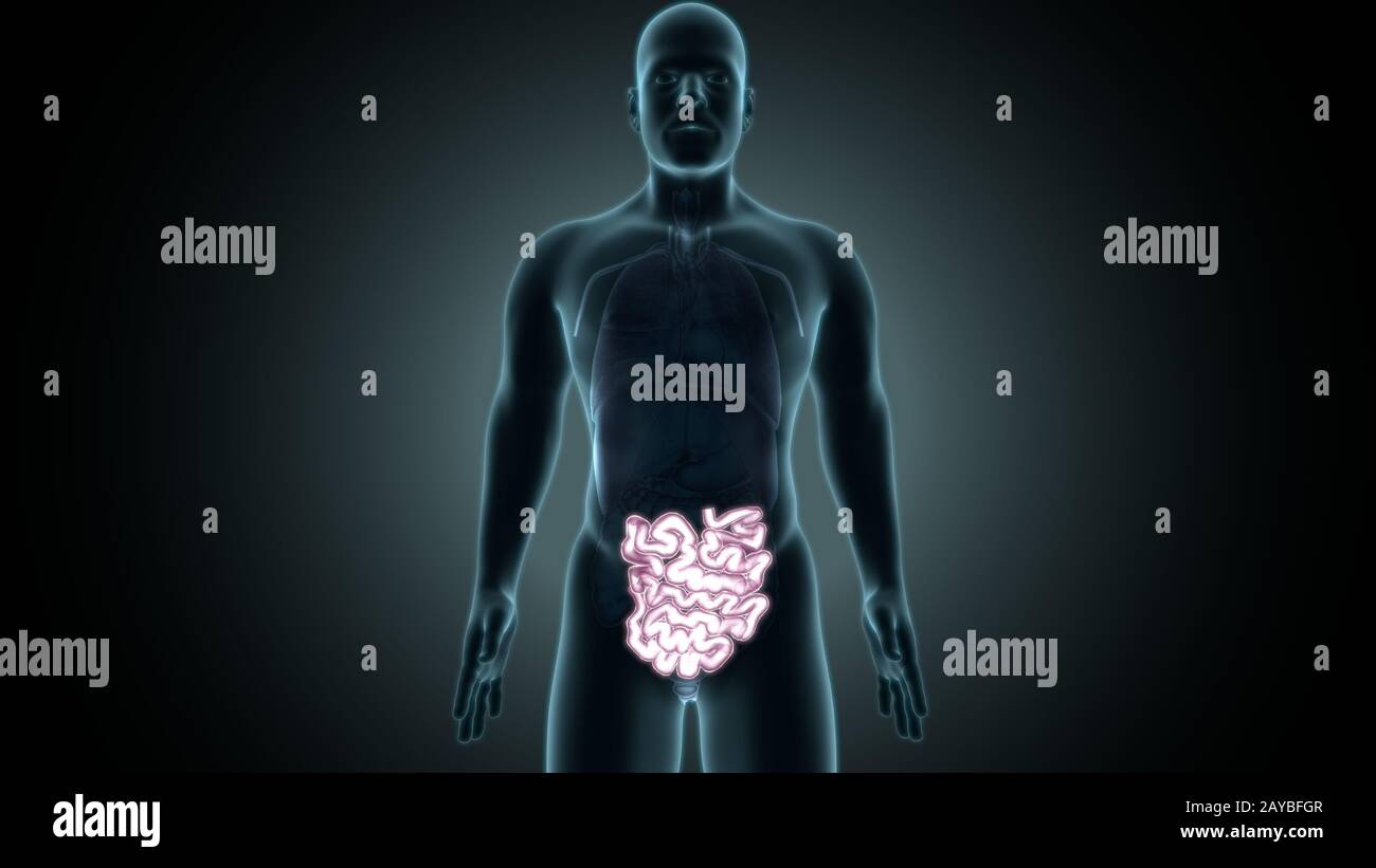 illustrazione 3d dell'anatomia di piccole istanze del corpo umano. Foto Stock