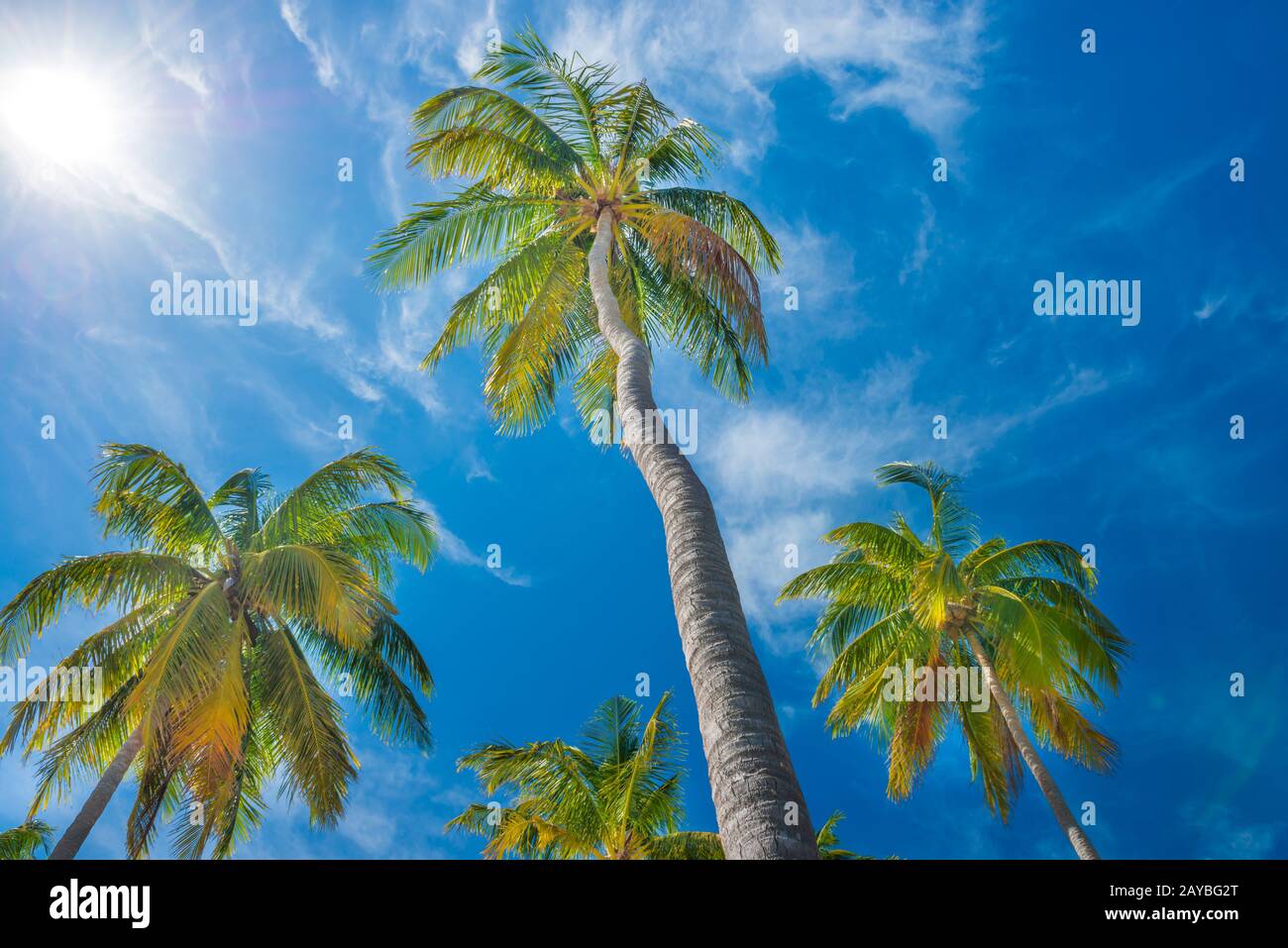 Palme sul cielo blu sullo sfondo Foto Stock