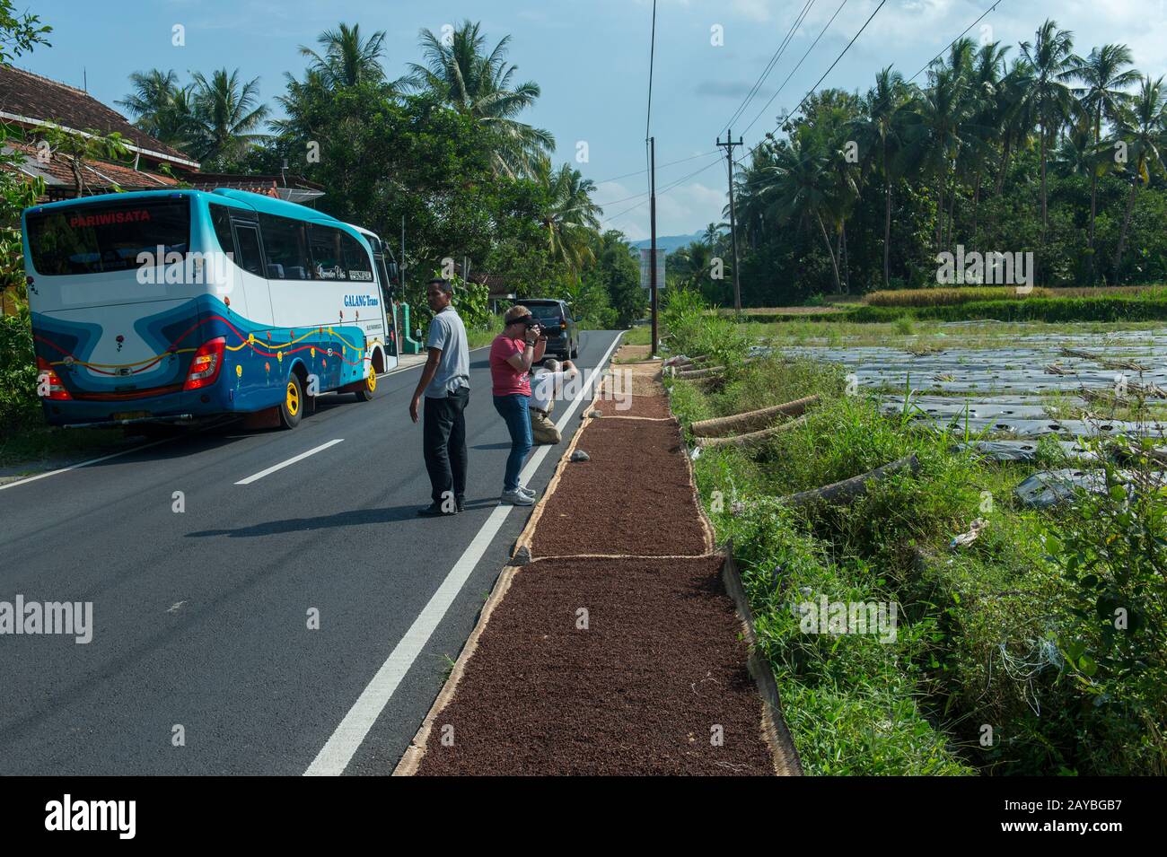 I turisti che scattano foto di chiodi di garofano che asciugano lungo una strada nella campagna dell'isola di Java in Indonesia. Foto Stock