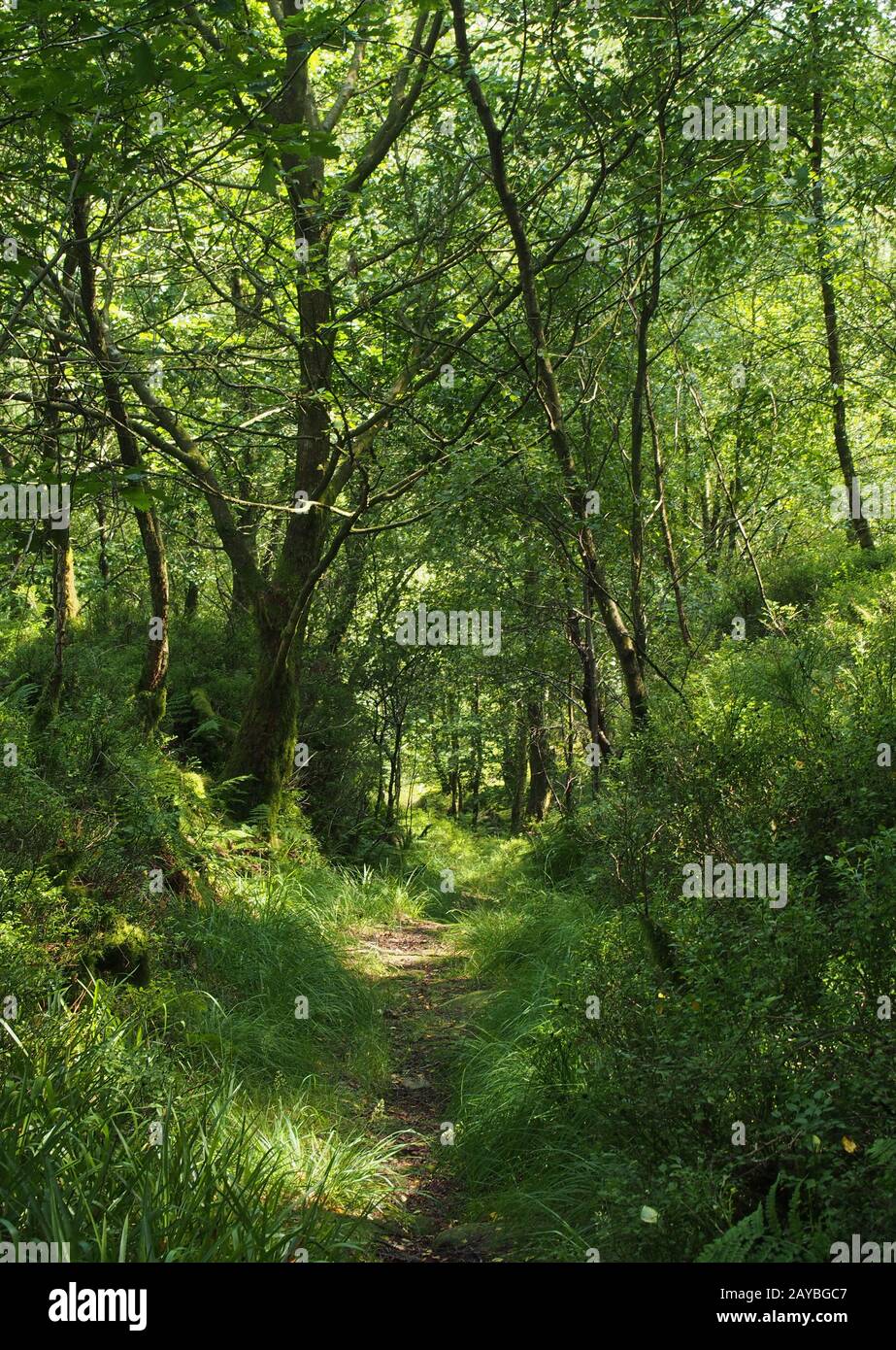 un sentiero stretto attraverso un denso bosco con alberi di foresta verde e vivaci illuminati dal sole Foto Stock