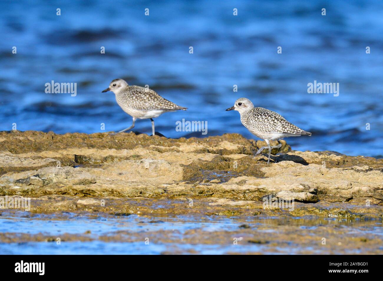 Lapping Plover Foto Stock