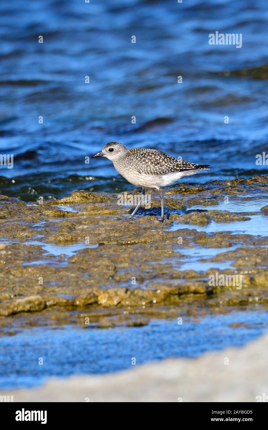 Lapping Plover Foto Stock